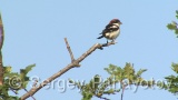 Video of Woodchat Shrike - Woodchat Shrike hunting near to the nest